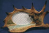 Moose Stand Picture Frame Long - 12" x 7"