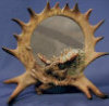 Moose Stand Mirror - 11" x 10"