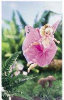 - ZooScape - Flying Butterfly Barbie Doll