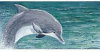 Belgian Milk Chocolate & Cherries - From The Endangered Species Chocolate - Dolphin Bar