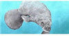 Belgian Milk Chocolate & Organic Rice Crisp - From The Endangered Species Chocolate - Manatee Bar