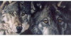 Belgian Dark Chocolate, Dried Cranberry & Toasted Organic Almonds - From The Endangered Species Chocolate - Wolf Bar