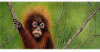 Cocoa Butter - Health - Belgian Milk Chocolate Coconut & Macadamia Nuts - From The Endangered Species Chocolate - Orangutan Bar