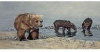 Belgian Dark Chocolate & Red Raspberries - From The Endangered Species Chocolate - Grizzly Bar