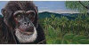 Smooth Belgian Dark Chocolate - From The Endangered Species Chocolate - Chimpanzee Bar