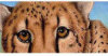 Belgian Milk Chocolate & Chai Biscotti - From The Endangered Species Chocolate - Cheetah Bar