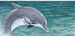 Belgian Milk Chocolate & Cherries - From The Endangered Species Chocolate - Dolphin Bar