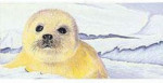 Smooth Belgian White Chocolate From The Endengered Species Chocolate - Harp Seal Bar