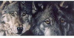 Belgian Dark Chocolate, Dried Cranberry & Toasted Organic Almonds - From The Endangered Species Chocolate - Wolf Bar