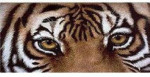 Belgian Dark Chocolate & Cracked Organic Espresso Beans - From The Endengered Species Chocolate - Tiger Bar