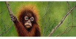 Belgian Milk Chocolate Coconut & Macadamia Nuts - From The Endangered Species Chocolate - Orangutan Bar