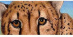 Belgian Milk Chocolate & Chai Biscotti - From The Endangered Species Chocolate - Cheetah Bar