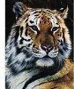 Golden Tiger - 1000 Pieces