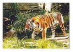 The Tiger - 500 Pieces