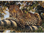 Eye To Eye - 300 Pieces