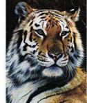 Golden Tiger - 1000 Pieces