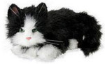 Cat - Black