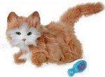 Cat - Marmalade
