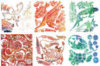 Fossil Rubbing Plates - Package of 6 -