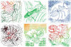 Insect Rubbing Plates - Package of 6 -