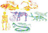 Skeleton Rubbing Plates - Package of 6 -