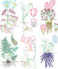 Botanical Rubbing Plates - Package of 6 -