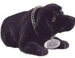 Bob-A-Long - Black Labrador - Purebred Puppies