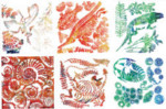 Fossil Rubbing Plates - Package of 6