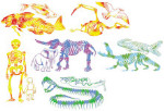 Skeleton Rubbing Plates - Package of 6