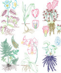 Botanical Rubbing Plates - Package of 6