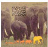 3D Reel Cards - On Safari - Set of Three
