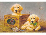 Wingmaster - 1000 Pieces