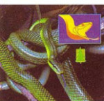 3D Reel Cards - Snakes - Set of Three
