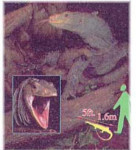 3D Reel Cards - Reptiles - Set of Three