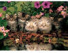 Kittens - 1000 Pieces