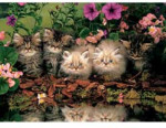 Kittens - 1000 Pieces