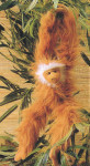 Funkee Monkeys - Brownie