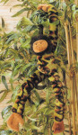 Funkee Monkeys - Rambo