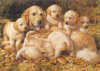 Golden Retrievers, Michael Jackson - 1000 Pieces