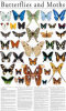 Butterflies and Moths Poster in a Tube