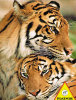 Tigers - 4000 Pieces