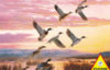 Ducks - 1000 Pieces