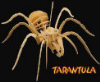 - ZooScape - B.C. Bones - Junior Tarantula Kit