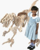B.C. Bones - Premium Tyrannosaurus Model Kit - Large