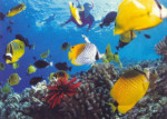 Snorkling - 500 Pieces