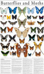 Butterflies and Moths Poster in a Tube