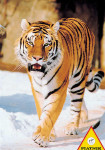 Siberian Tiger - 2000 Pieces