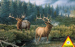 Stags - 1000 Pieces