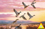 Ducks - 1000 Pieces
