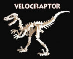 B.C. Bones - Junior Velociraptor Kit